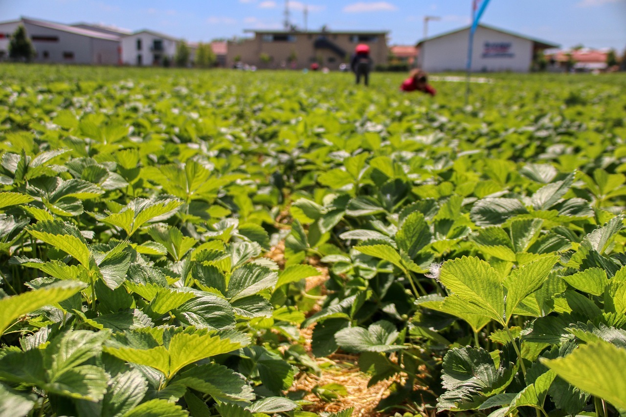 planet_fox-strawberries-5246835_1280